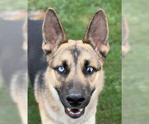 Gerberian Shepsky Dogs for adoption in Canton, CT, USA
