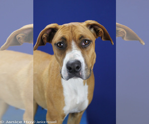 Boxer-Unknown Mix Dogs for adoption in Tupelo, MS, USA