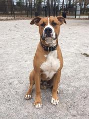 American Staffordshire Terrier-Boxer Mix Dogs for adoption in Wedgefield , SC, USA