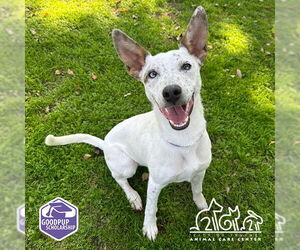 Australian Cattle Dog-Unknown Mix Dogs for adoption in Irvine, CA, USA