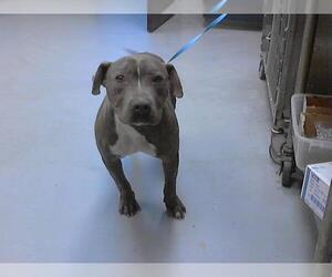 American Pit Bull Terrier-Unknown Mix Dogs for adoption in Fayetteville, NC, USA