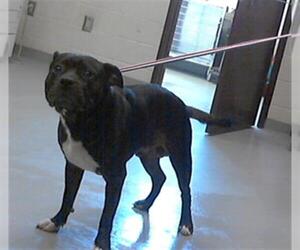 American Pit Bull Terrier Dogs for adoption in Fayetteville, NC, USA