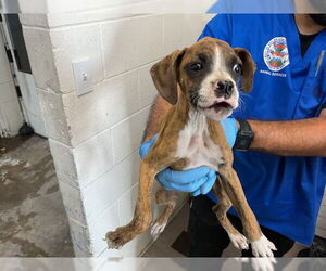 Boxer-Unknown Mix Dogs for adoption in San Bernardino, CA, USA