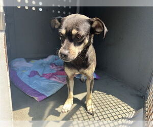 Chihuahua Dogs for adoption in Downey, CA, USA