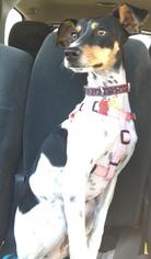 Medium Photo #1 Rat Terrier Puppy For Sale in Oakley, CA, USA