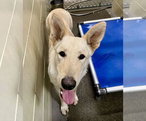 German Shepherd Dog Dogs for adoption in Woodland, CA, USA