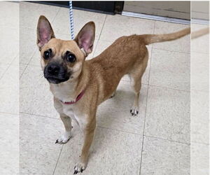 Chihuahua-Unknown Mix Dogs for adoption in Mooresville, NC, USA