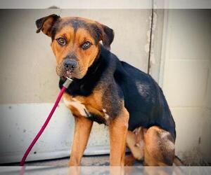 Rottweiler-American Pit Bull Terrier Dogs for adoption in Orlando, FL, USA