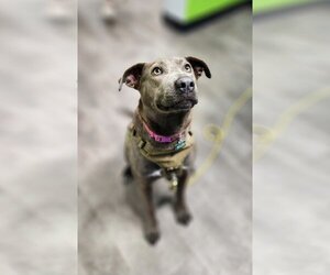 Labmaraner Dogs for adoption in Maple Grove, MN, USA