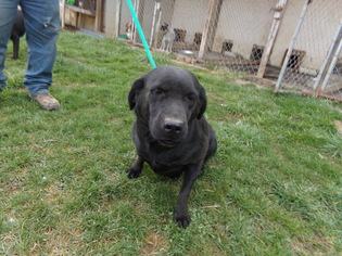 Labrador Retriever Dogs for adoption in Zaleski, OH, USA