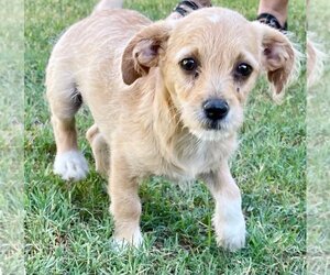 Jacairn Dogs for adoption in Phoenix , AZ, USA