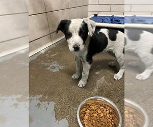 American Pit Bull Terrier-Border Collie Mix Dogs for adoption in Stockton, CA, USA