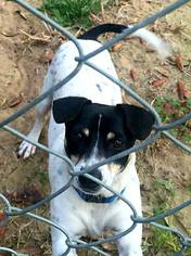 Jack Russell Terrier Dogs for adoption in Melrose, FL, USA