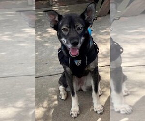 Huskies -Unknown Mix Dogs for adoption in Rockaway, NJ, USA