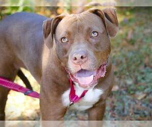 Medium Photo #1 American Staffordshire Terrier-Labrador Retriever Mix Puppy For Sale in Tallahassee, FL, USA