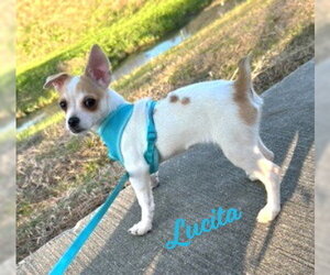 Medium Photo #5 Chihuahua-Unknown Mix Puppy For Sale in HOUSTON, TX, USA