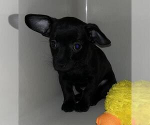 Mutt Dogs for adoption in Las Vegas, NV, USA