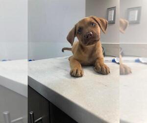 Shepradors Dogs for adoption in Baytown, TX, USA