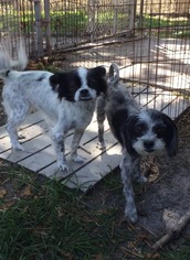 Havallon Dogs for adoption in Weston, FL, USA