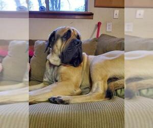 Mastiff Dogs for adoption in Stonyford, RI, USA