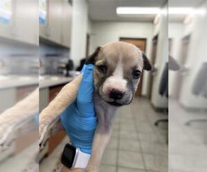 American Staffordshire Terrier Dogs for adoption in San Antonio, TX, USA