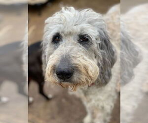 Poodle (Standard)-Unknown Mix Dogs for adoption in Newport Beach, CA, USA