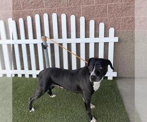 American Pit Bull Terrier Dogs for adoption in Modesto, CA, USA