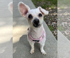 Poodle (Miniature) Dogs for adoption in Petaluma, CA, USA