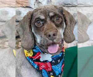 Mutt Dogs for adoption in Kennesaw, GA, USA