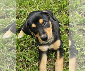 German Shepherd Dog-Unknown Mix Dogs for adoption in Royal Palm Beach, FL, USA