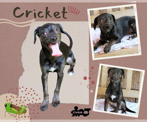 Chipin Dogs for adoption in Lindsay, CA, USA
