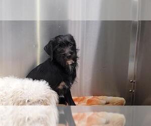Cairn Terrier Dogs for adoption in Orange, CA, USA