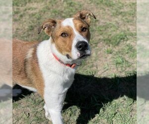 Mutt Dogs for adoption in Buffalo, WY, USA