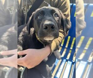 Labrador Retriever Dogs for adoption in Stockton, CA, USA