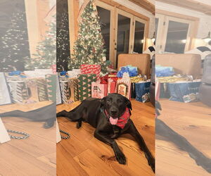 Labrador Retriever-Unknown Mix Dogs for adoption in Blacksburg, SC, USA