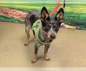 Mutt Dogs for adoption in Moreno Valley, CA, USA