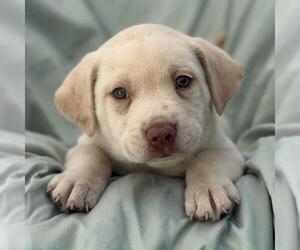 Labrador Retriever-Unknown Mix Dogs for adoption in San Diego, CA, USA