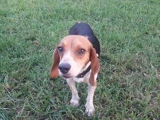 Beagle Dogs for adoption in Marrero, LA, USA