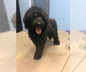 Goldendoodle Dogs for adoption in Minneapolis, MN, USA