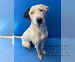 American Pit Bull Terrier-Great Dane Mix Dogs for adoption in Calgary, Alberta, Canada