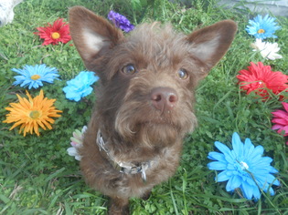 Poodle (Miniature)-Unknown Mix Dogs for adoption in Seguin, TX, USA