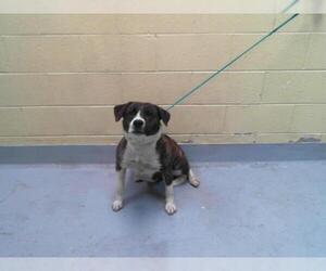 American Pit Bull Terrier-Unknown Mix Dogs for adoption in Tulsa, OK, USA