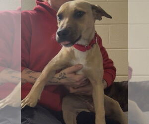 Labrador Retriever-Unknown Mix Dogs for adoption in Brewster, MA, USA