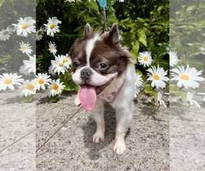 French Bulldog-Unknown Mix Dogs for adoption in Bellevue, WA, USA