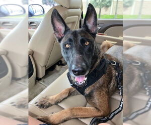 Mutt Dogs for adoption in Imlay City, MI, USA