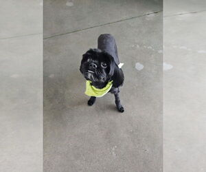 Shih Tzu-Unknown Mix Dogs for adoption in Oak Bluffs, MA, USA