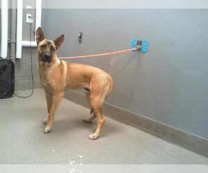 German Shepherd Dog-Unknown Mix Dogs for adoption in Las Vegas, NV, USA