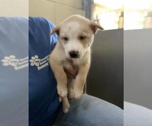 Siberian Husky-Unknown Mix Dogs for adoption in Riverside, CA, USA