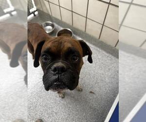 Boxer Dogs for adoption in Pasadena, TX, USA