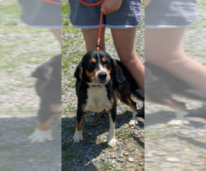 Beagle-Unknown Mix Dogs for adoption in Stafford, VA, USA
